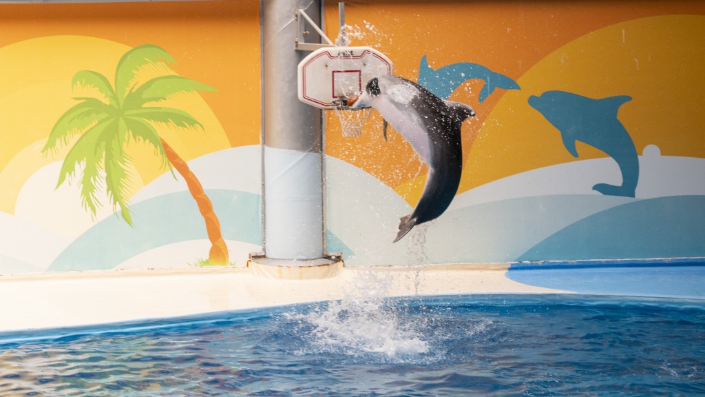 Dolphin Swimming & Interaction Experience - 2