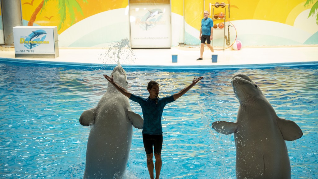 Dolphin Swimming & Interaction Experience - 3