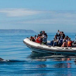 Dolphin Watching Tour from Lisbon - 1