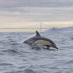 Dolphin Watching Tour from Lisbon - 2