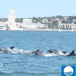 Dolphin Watching Tour from Lisbon - 3