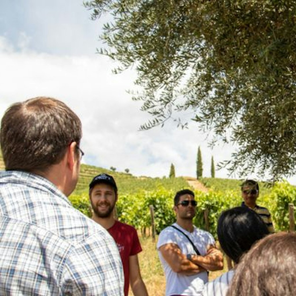 Douro Valley: Day Trip + Wine, Cheese, & Olive Oil Tasting from Porto - 1
