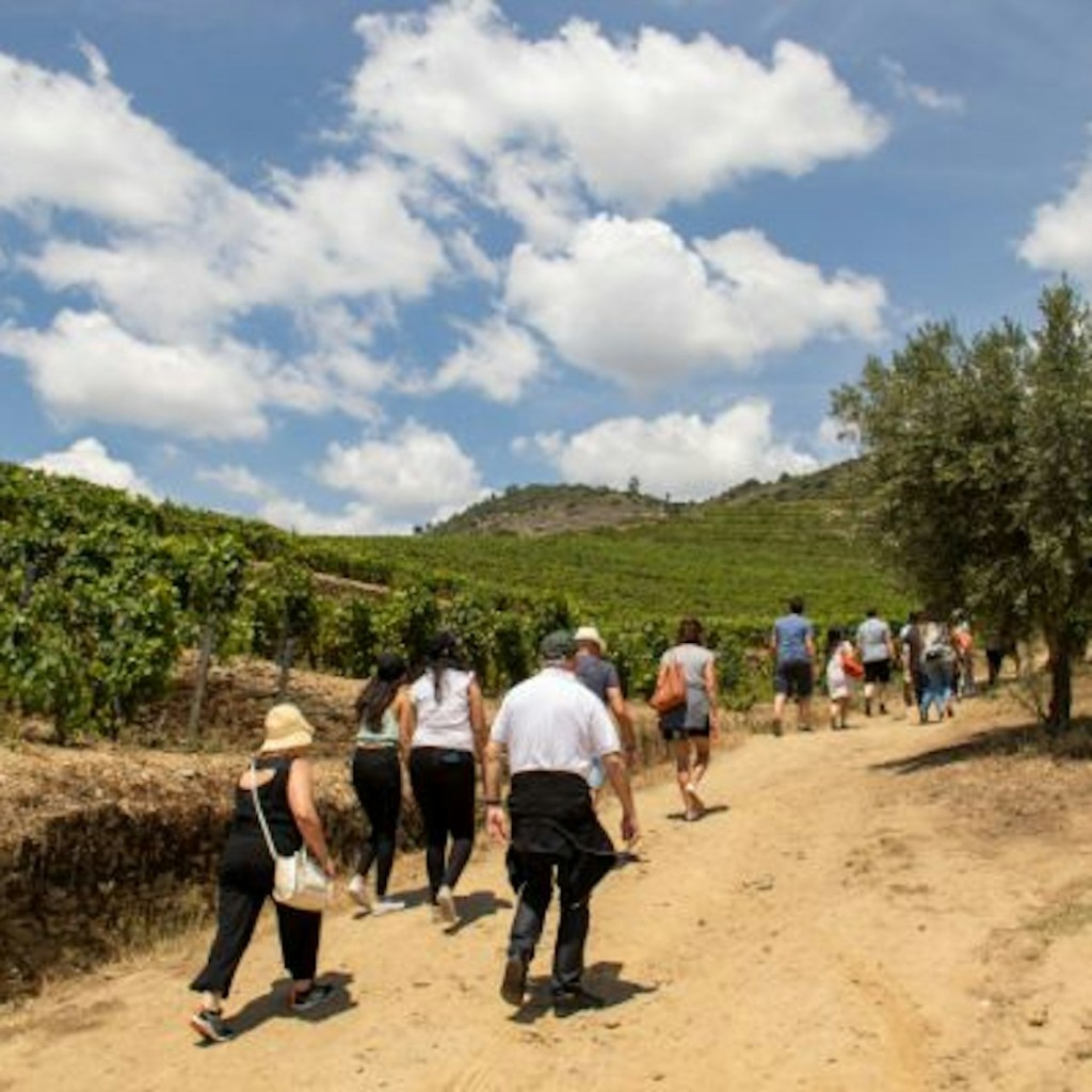 Douro Valley: Day Trip + Wine, Cheese, & Olive Oil Tasting from Porto - 3