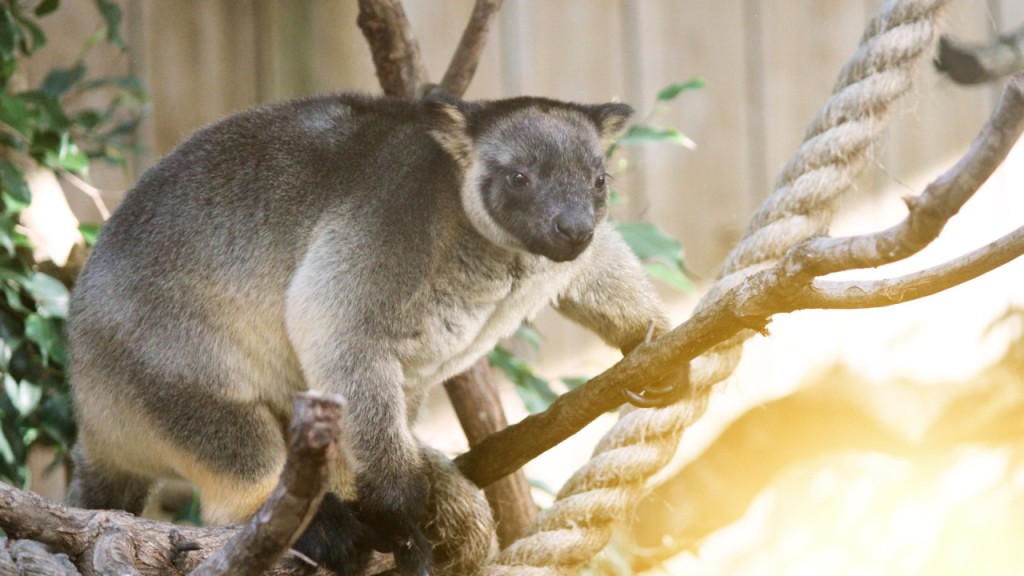Dreamworld Gold Coast Ticket (1-Day Ticket) - 3