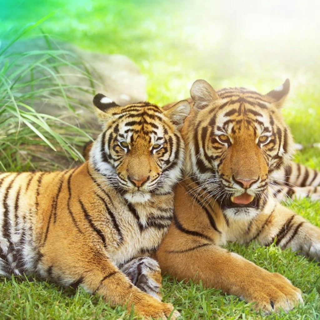 Dreamworld, SkyPoint y WhiteWater World: pase de 2 días - 3