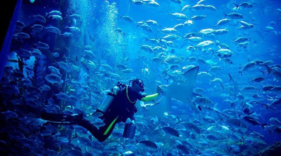 Entrada para Dubai Aquarium and Underwater Zoo (Dubai Aquarium and Underwater Zoo - Entrada Gold) - 1