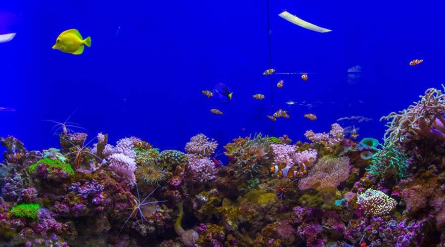 Dubai Aquarium and Underwater Zoo Ticket (Dubai Aquarium and Underwater Zoo - Platinum Ticket) - 3