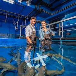 迪拜水族馆与水下动物园: 门票 + 邂逅企鹅 - 3