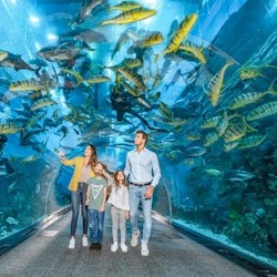 Дубайский аквариум и подводный зоопарк: Входной билет + встреча с лучами - 2