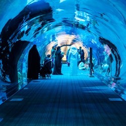 Acuario y Zoo Submarino de Dubai: Pase Oro - 2