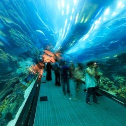 Acuario y Zoo Submarino de Dubai: Pase Oro - 3
