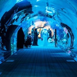 Acquario e zoo sottomarino di Dubai: Platinum Pass - 1