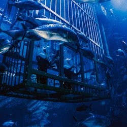 Acquario e zoo sottomarino di Dubai: Platinum Pass - 3