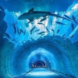 Dubai Aquarium & Underwater Zoo: Silver Pass - 1