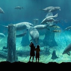 Dubai Aquarium & Underwater Zoo: Silver Pass - 2