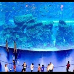 Dubai Aquarium & Underwater Zoo: Silver Pass - 3