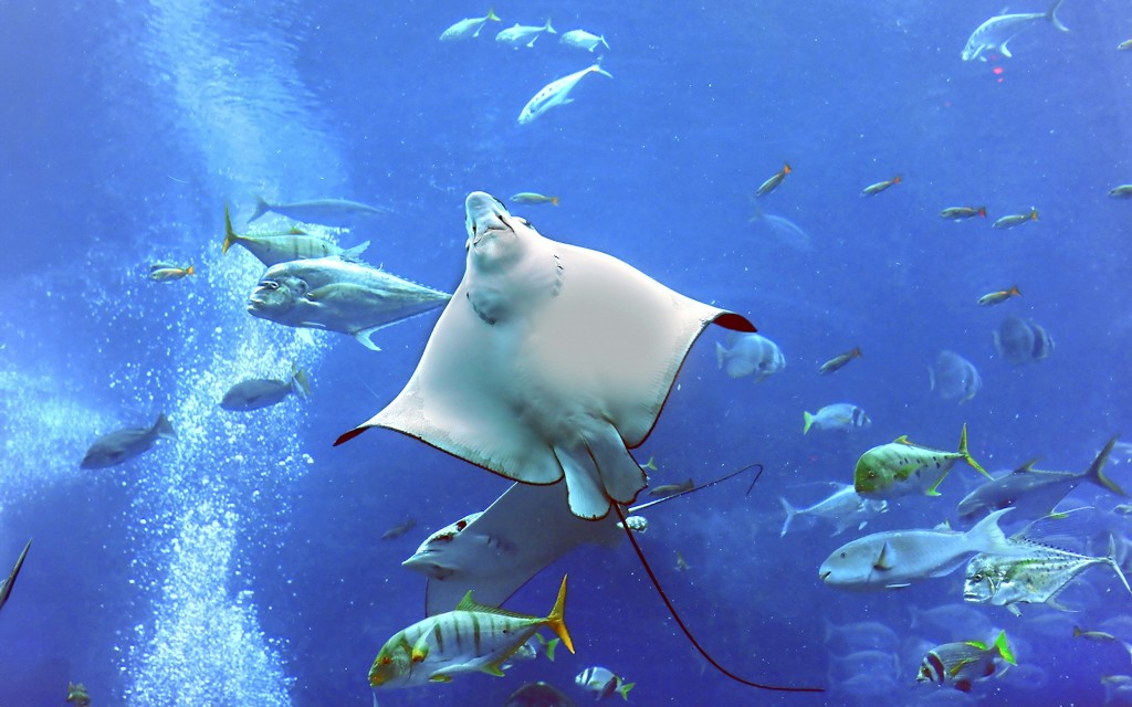 Dubai Aquarium und Unterwasserzoo Tickets (Combo: Dubai Aquarium + Burj Khalifa At the Top (Level 124 & 125) Entry Tickets) - 1