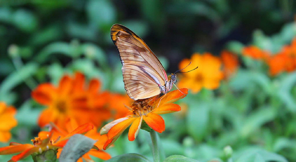 Dubai Butterfly Garden (Admission) - 1