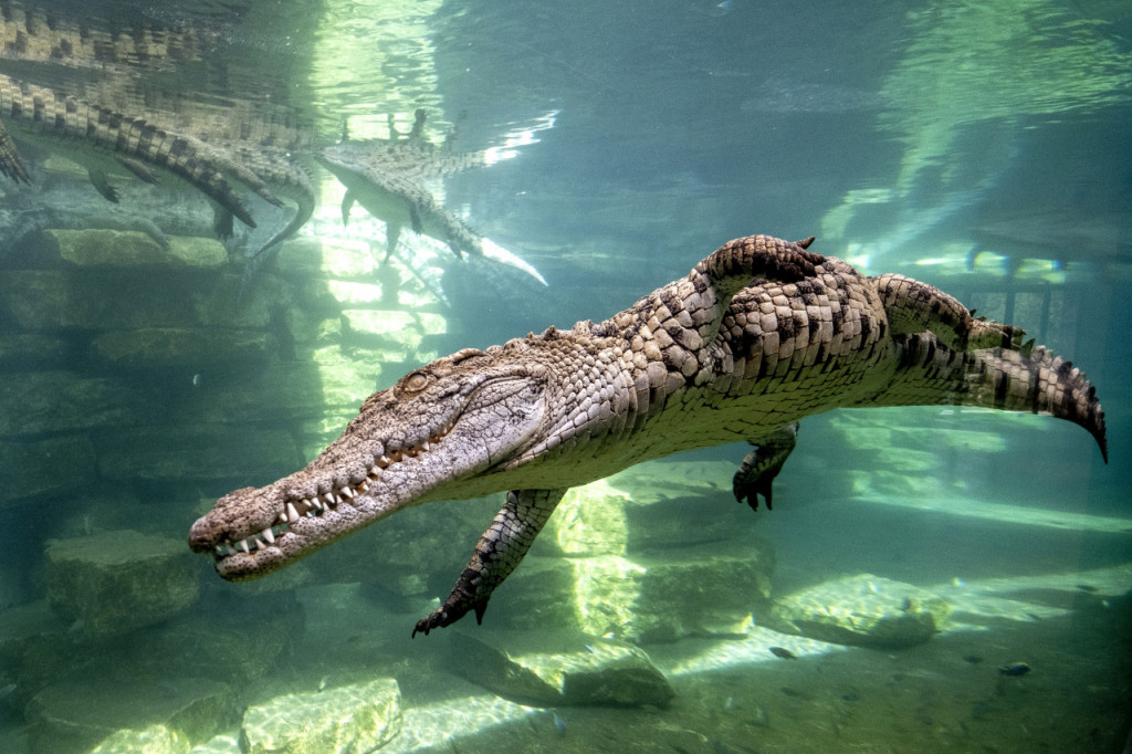 Dubai Crocodile Park (Admission) - 1