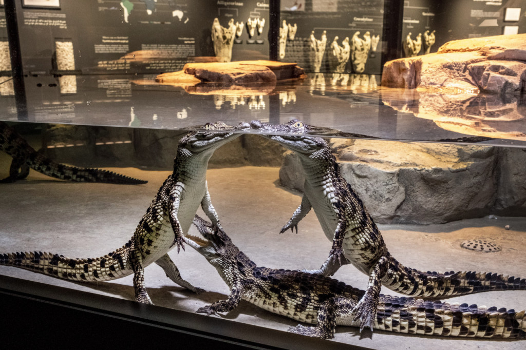 Dubai Crocodile Park (Admission) - 3