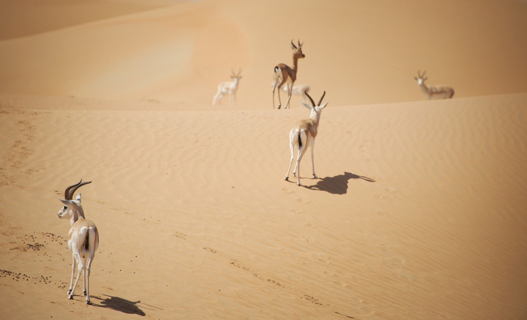 Dubai Desert Conservation Reserve Tour (Dubai Desert Conservation Reserve Tour with Breakfast at Al Maha Resort and Spa) - 1