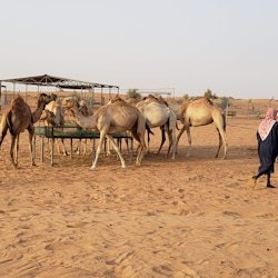 Dubai Desert Safari: Sandboarding, Dune Bashing and BBQ Dinner - 3