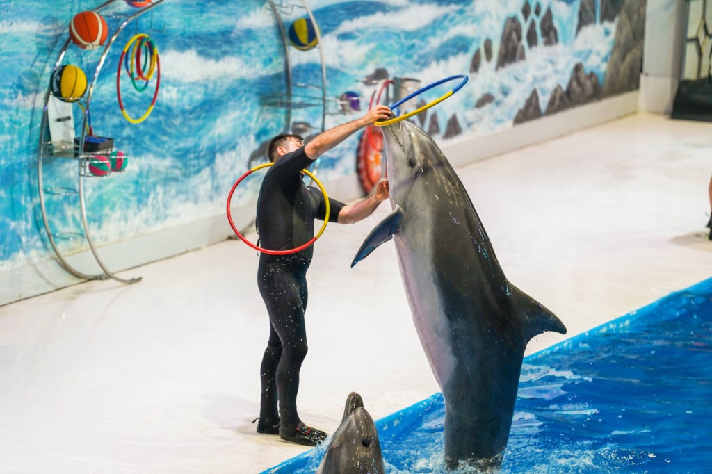 Dubai Dolphinarium Ticket (Dubai Dolphinarium - Creek Park Exotic Bird Show) - 3
