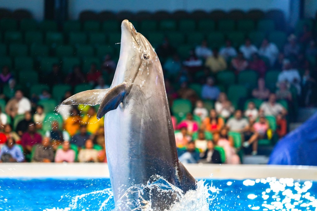 Dubai Dolphinarium Ticket (Dubai Dolphinarium - Dolphin and Seal Show (Standard Seat)) - 2