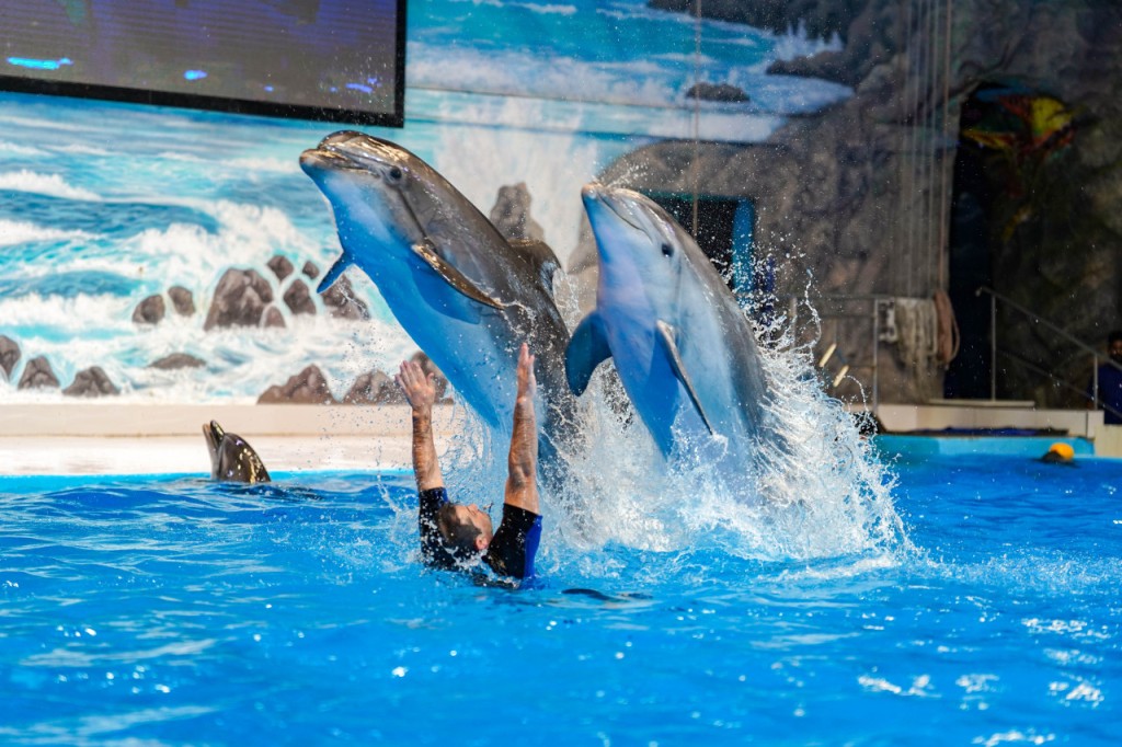 Dubai Dolphinarium Ticket (Dubai Dolphinarium - Dolphin and Seal Show (VIP Seat) + Dolphin Meet and Greet) - 1