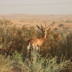 Dubai: Heritage Desert Safari in Vintage Land Rover + Transfers + Dinner - 1