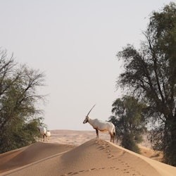 Dubai: Heritage Desert Safari in Vintage Land Rover + Transfers + Dinner - 2
