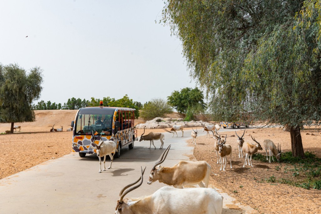 Dubai Safari Park Ticket (Dubai Safari Park - Safari Park Pass with Train + Explorer Safari Tour) - 3
