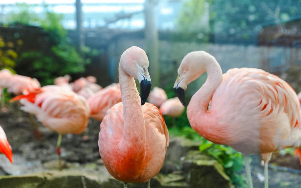 Edinburgh Zoo Eintrittstickets (Edinburgh Zoo) - 1