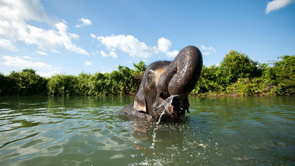 Elephant Jungle Sanctuary Chiang Mai (Elephant Jungle Sanctuary Chiang Mai - Half-Day Morning Visit) - 1