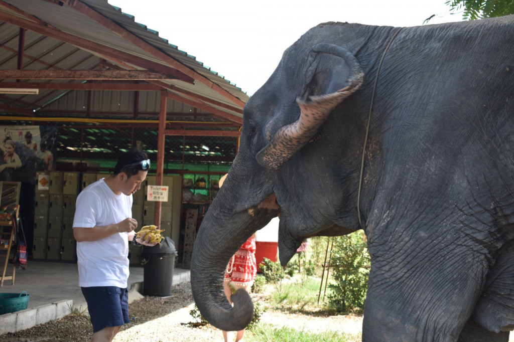 Elephant Jungle Sanctuary Pattaya (Elephant Jungle Sanctuary Pattaya - Half-Day Afternoon Visit with Round Trip Transfer) - 1