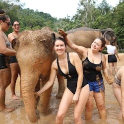 Parc de retraite des éléphants de Phuket : Programme de soins aux éléphants + transferts + déjeuner - 1