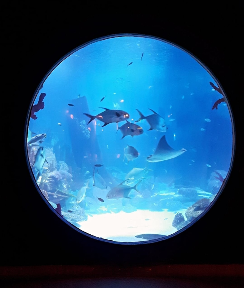Emaar Aquarium and Underwater Zoo Ticket (Emaar Aquarium and Underwater Zoo - Admission) - 2