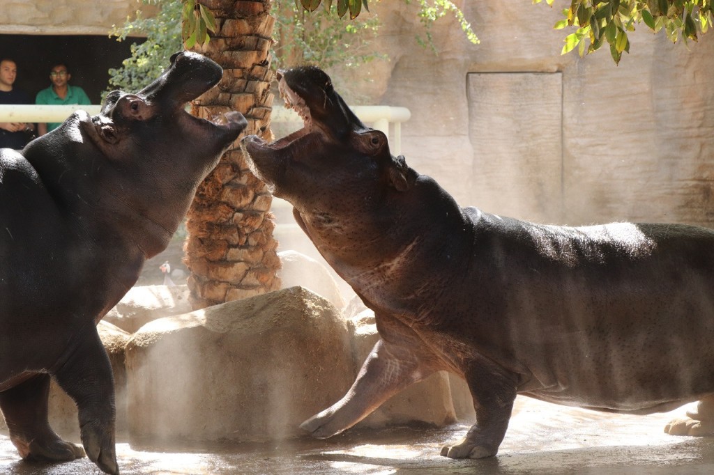 Emirates Park Zoo Ticket (Emirates Park Zoo - Admission) - 2