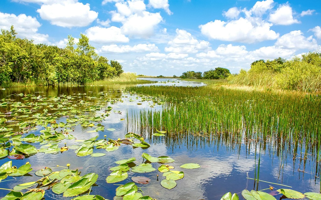 Parque Nacional de los Everglades: Tour en hidrodeslizador con exhibición de reptiles (Everglades National Park Airboat Tour) - 1