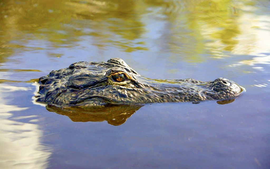 Parque Nacional de los Everglades: Tour en hidrodeslizador con exhibición de reptiles (Everglades National Park Airboat Tour) - 2