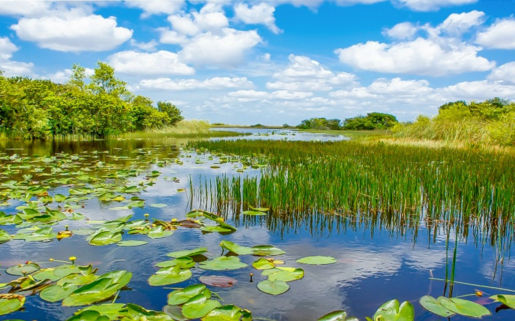 Parque Nacional de los Everglades: Tour en hidrodeslizador con exhibición de reptiles (Everglades National Park Airboat Tour with Transportation from Miami) - 1