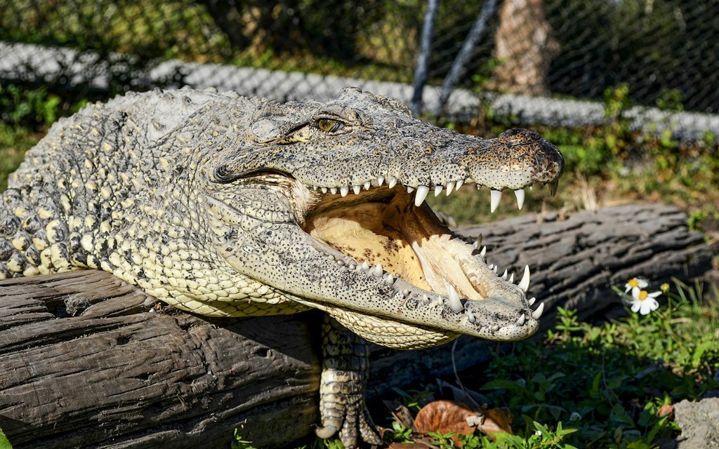 Parque Nacional de los Everglades: Tour en hidrodeslizador con exhibición de reptiles (Everglades National Park Airboat Tour with Transportation from Miami) - 3