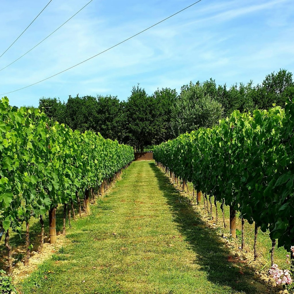 Florència: Tast de vins + Ruta en furgoneta - 1