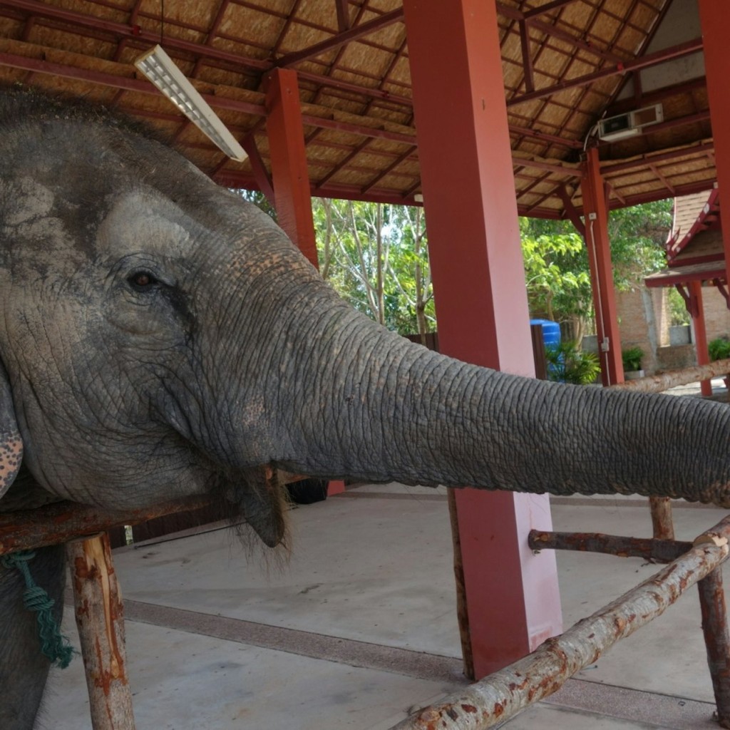 Freedom Elephant Reserve Phuket: Visita guiada + Transport d'anada i tornada - 1