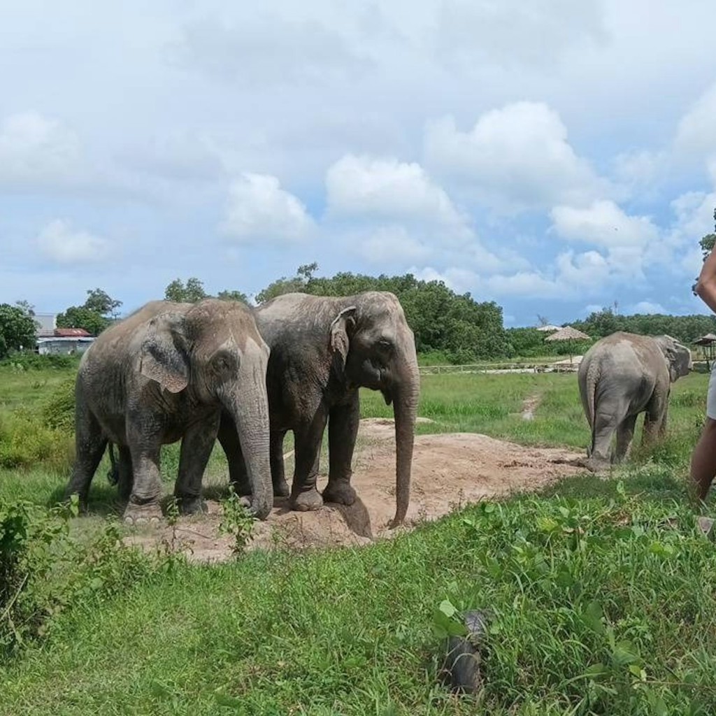 Freedom Elephant Reserve Phuket: Visita guiada + Transport d'anada i tornada - 3