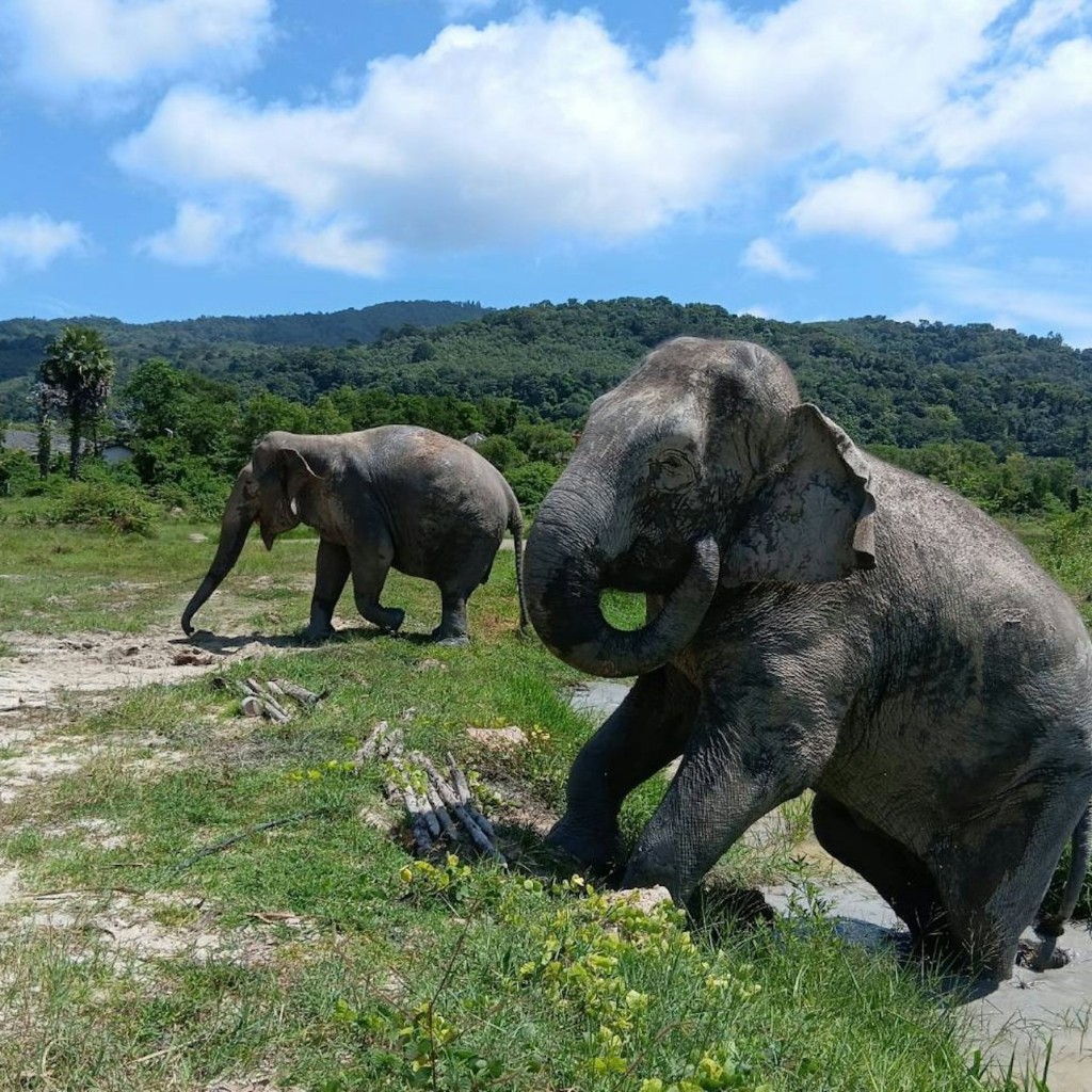 Freedom Elephant Reserve Phuket: Visita guiada + Transport d'anada i tornada - 2