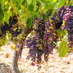 Costa Azzurra: Nizza, cascata delle Gorges du Loup + tour di un giorno con degustazione di vino - 2