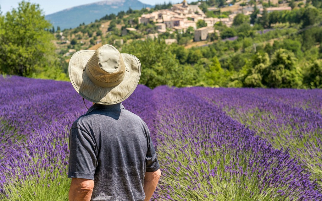 Von Avignon aus: Lavendelfelder Tour (Half-Day Afternoon Tour) - 1