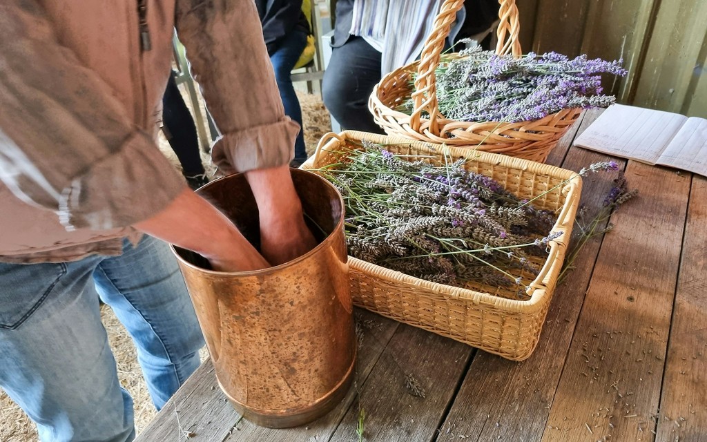 Von Avignon aus: Lavendelfelder Tour (Half-Day Morning Tour) - 3