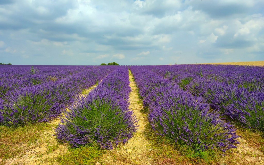 Von Avignon: Luberon Lavendel Tour am Morgen oder am Nachmittag (Morning Tour) - 3